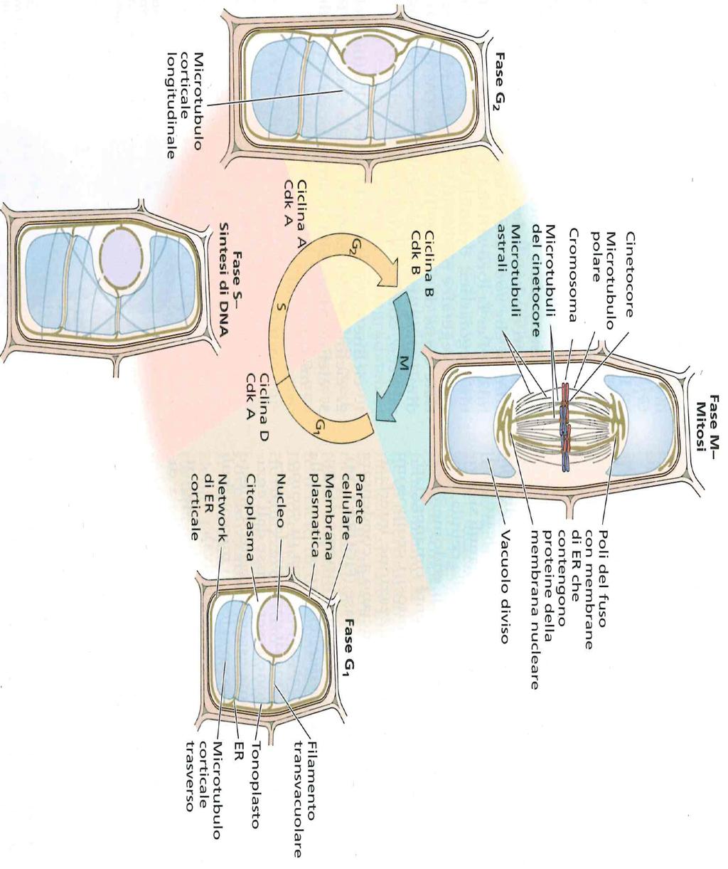 CICLO CELLULARE FASE G2 Le strutture necessarie per la divisione cellulare cominciano ad assemblarsi; i cromosomi iniziano a condensarsi FASE M I due gruppi di cromosomi si sono separati (mitosi) e