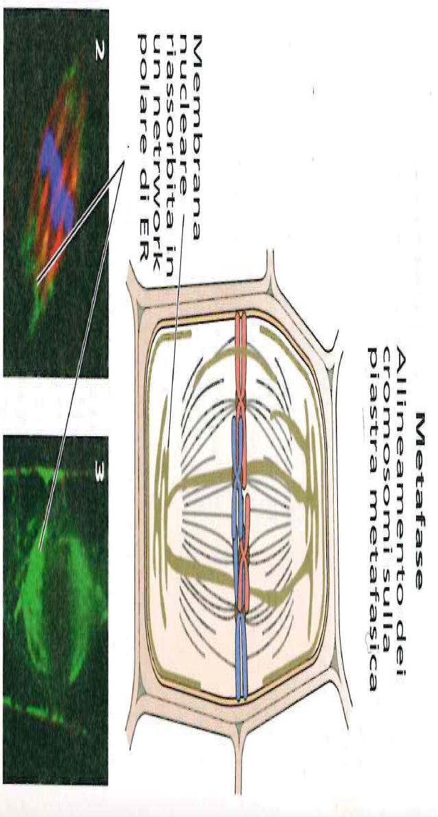 METAFASE La metafase inizia con la formazione del fuso mitotico e si conclude con l allineamento dei cromosomi lungo l asse equatoriale della