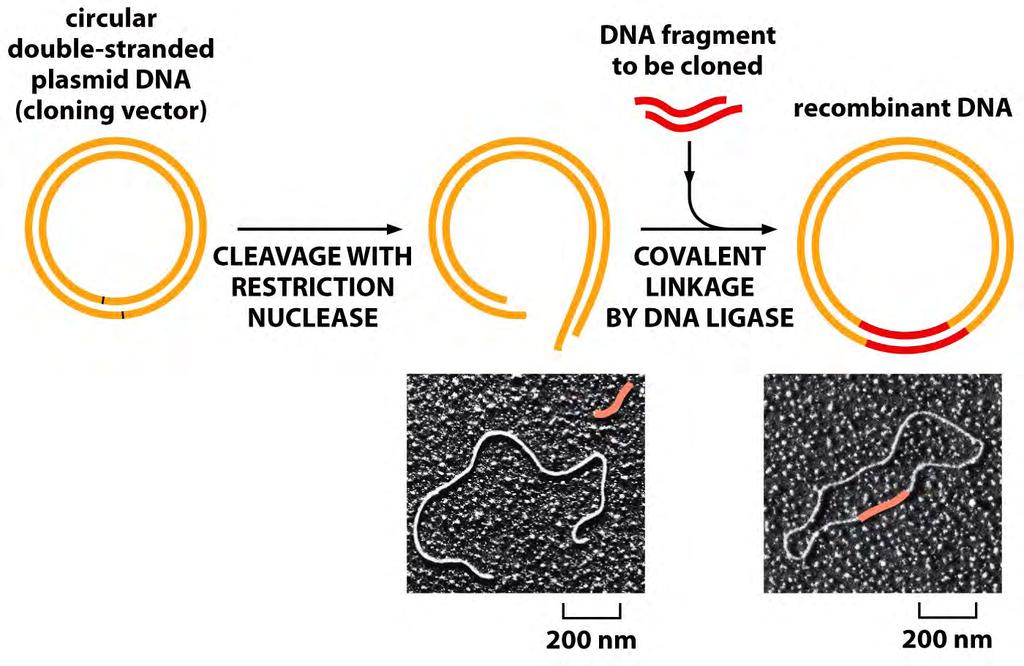 Tecnologia del DNA ricombinante Vettori plasmidici Contengono una origine di replicazione e siti di restrizione noti Sono versioni