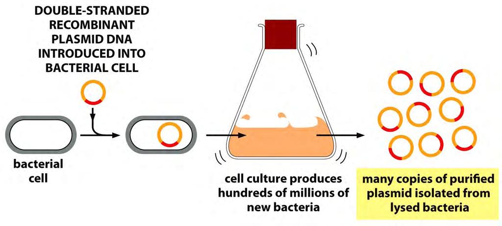 Tecnologia del DNA ricombinante Vettori plasmidici e trasformazione Trasformazione batterica è l inserimento di un frammento di DNA in un plasmide batterico (CLONAGGIO) e l introduzione del plasmide