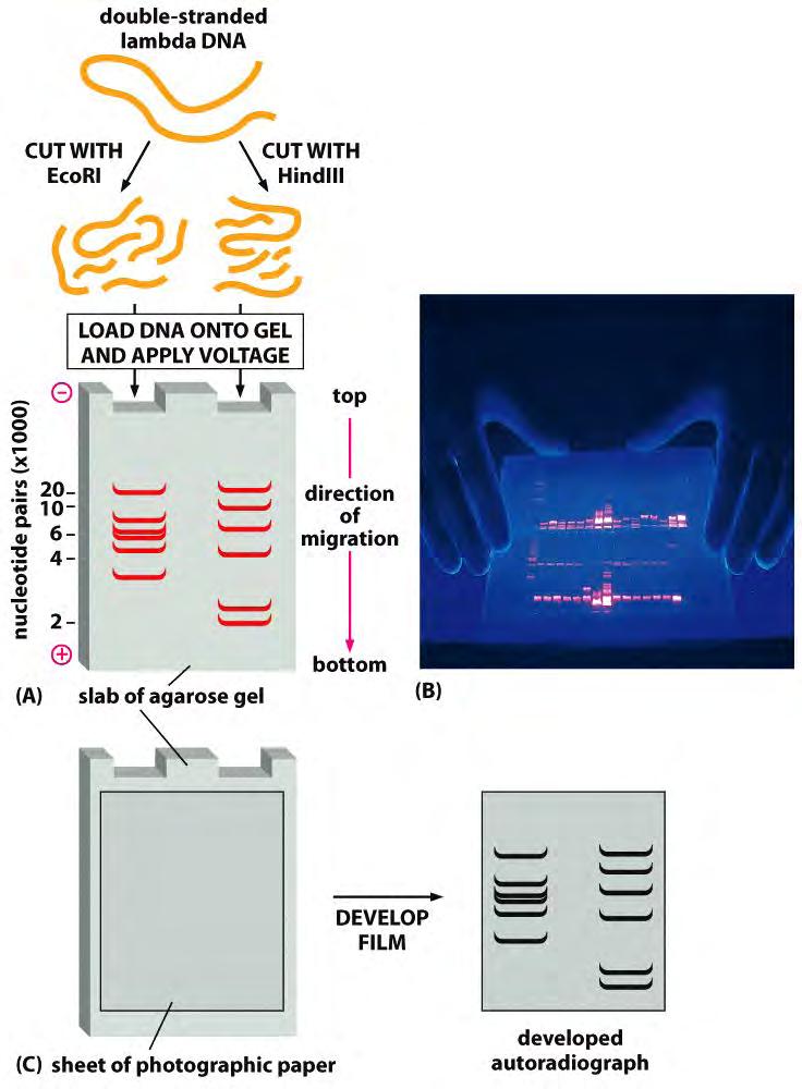 Tecnologia del DNA ricombinante ELETTROFORESI DEL DNA DNA marcato con colorante che si lega etidio bromuro e che diventa fluorescente sotto la luce UV I frammenti migrano al polo positivo a seconda