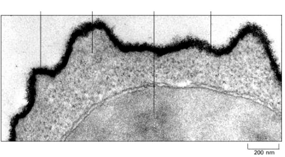 Funzioni: Glicocalice Protezione Adesione cellulare (ruolo sia positivo che negativo) Movimento (sviluppo