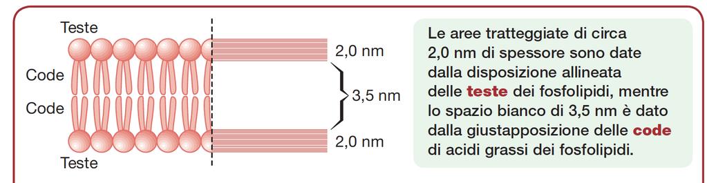 DOPPIO STRATO LIPIDICO Condizione energeticamente favorevole in ambiente acquoso