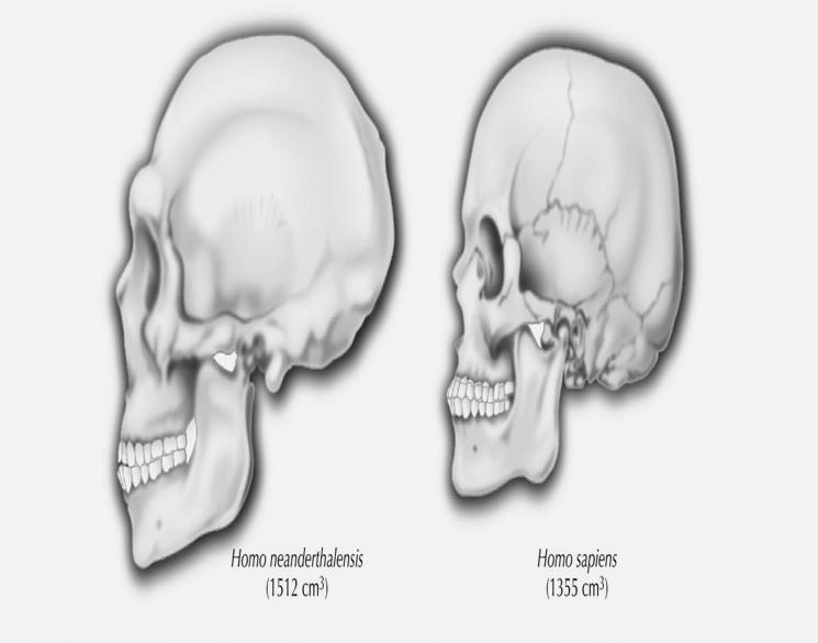 La capacità cranica media dei Neandertal era superiore a quella degli uomini