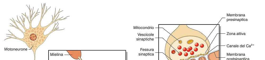 La giunzione neuromuscolare (neurotrasmettitore acetilcolina,