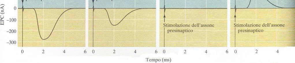 I canali Ach della placca motrice sono permeabili a Na + e K + Per determinare quali ioni sono responsabili della corrente di placca, si misura la corrente a diversi Vm (blocco del voltaggio) e si