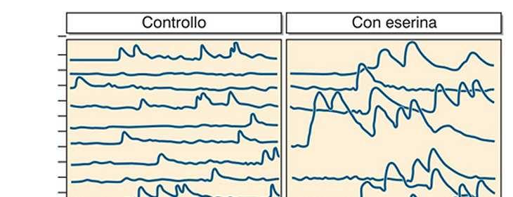 I neurotrasmettitori vengono liberati in pacchetti unitari detti quanti In assenza di stimolazione nervosa, si registrano depolarizzazioni postsinaptiche spontanee casuali di bassa ampiezza ( 0.