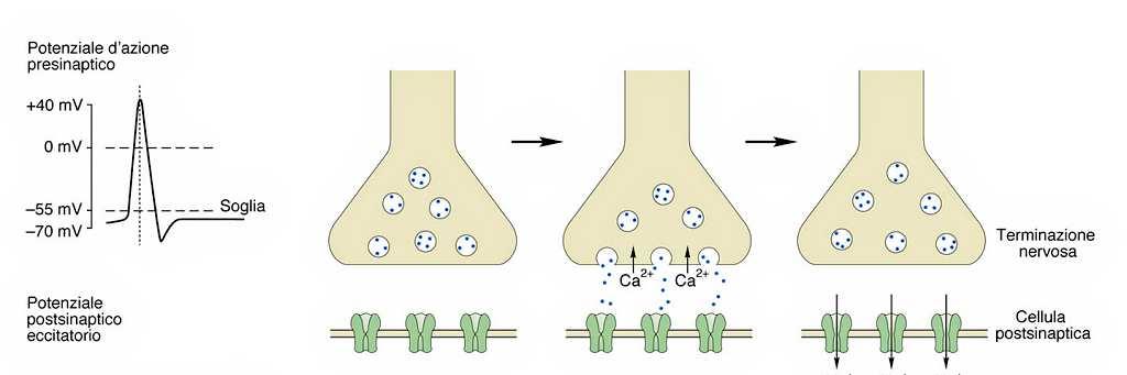 La trasmissione sinaptica chimica comporta una serie di passaggi alla base di due processi fondamentali: Processo di trasmissione: permette la liberazione del neurotrasmettitore