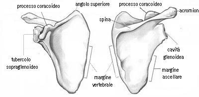 L estremità mediale mostra la faccia articolare sternale per l articolazione con lo sterno; l estremità laterale termina con la faccia articolare acromiale per l articolazione con l acromion della