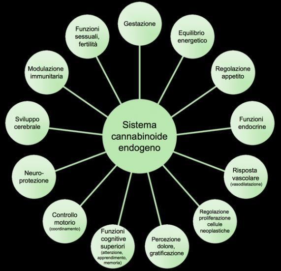 SISTEMA ENDOCANNABINOIDE e sue Funzioni E un sistema endogeno di comunicazione