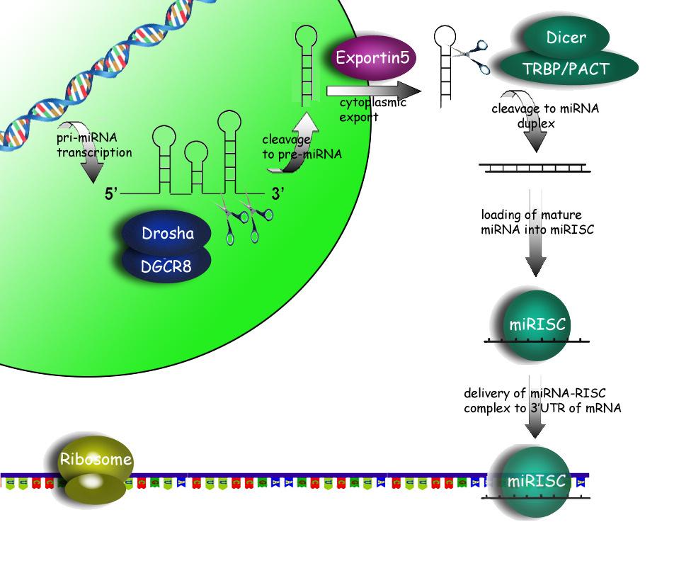 Junk-DNA: ruolo nel sileziamento genico Silenziamentopost-trascrizionaledi geni attivi: ad opera dimicro-rna (mirna) e