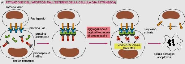 Regolazione dell apoptosi da segnale