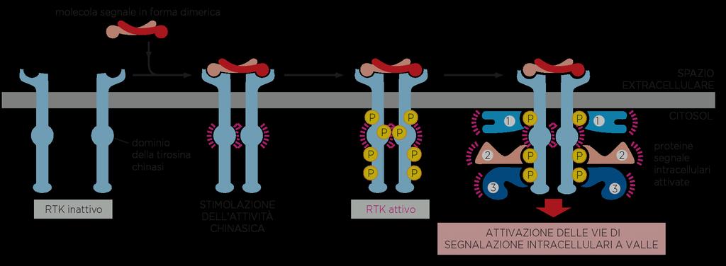 Recettori tirosina chinasi Autofosforilazione stimolata dalla dimerizzazione