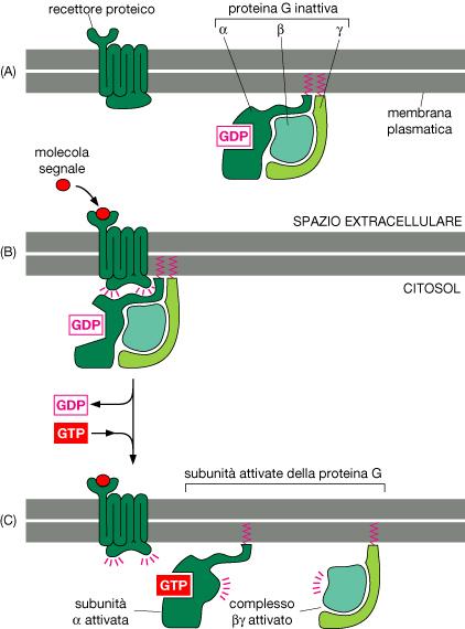 Attivazione di una proteina G Un segnale extracellulare agendo su recettore ne cambia la conformazione; questo a sua volta altera la conformazione della proteina G L alterazione della subunità alfa