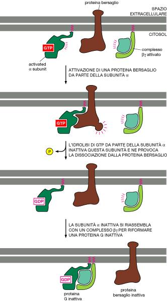 Disattivazione della proteina G per idrolisi del GTP legato alla subunità alfa Dopo che la subunità alfa attivata dal GTP ha attivato la sua proteina bersaglio si spegne da