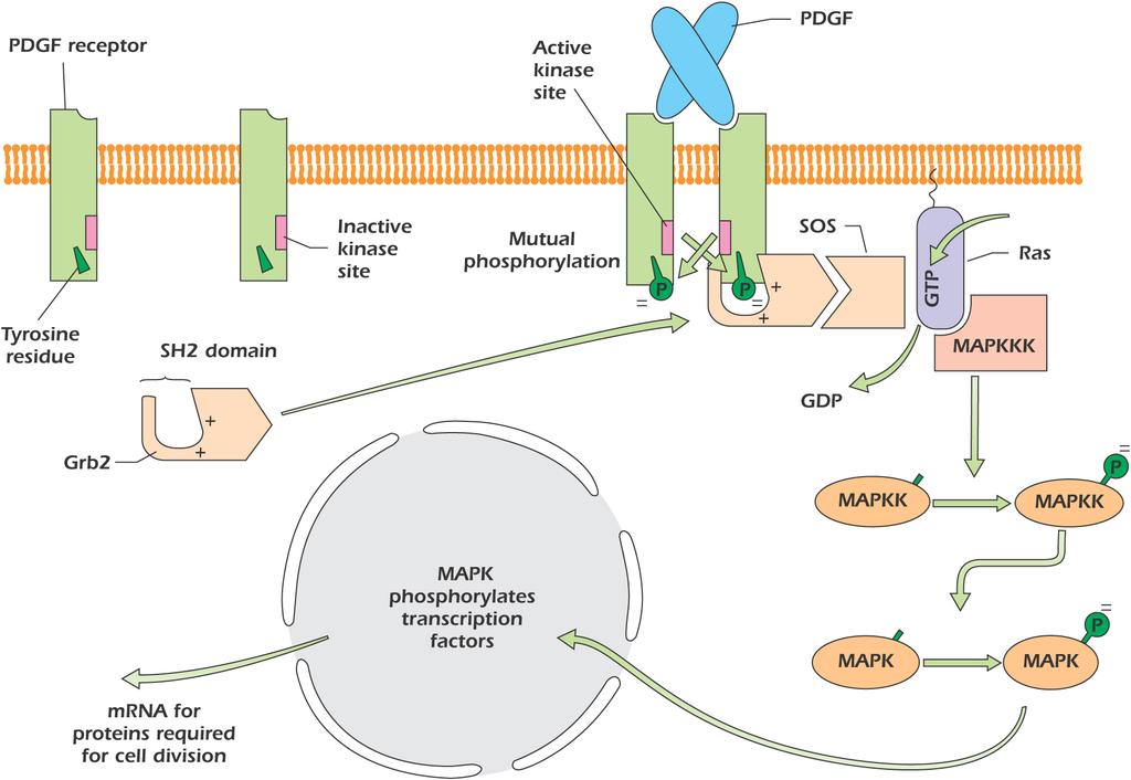RECETTORI TIROSIN KINASI MAPK: mitogen associated protein kinase Il recettore per il fattore di crecita PDGF è un