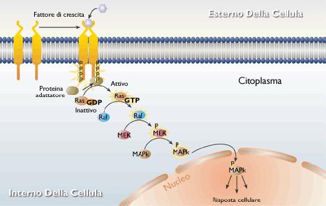 Attivazione di una proteina chinasi Le proteine chinasi trasferiscono il gruppo fosfato su proteine target causando una risposta cellulare L' attivazione porta frequentemente a una cascata di