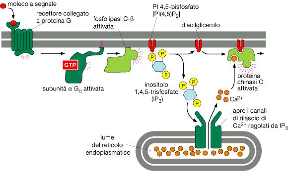 Alcune proteine G, attivando la fosfolipasi C, attivano la via di segnalazione