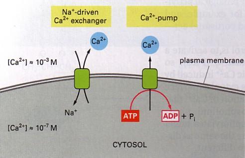 Intracellular [Ca ++ ] is kept low, 10-7 M