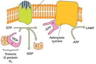 Legame di una molecola segnale a un recettore accoppiato a proteina G Attivazione dell AC Produzione