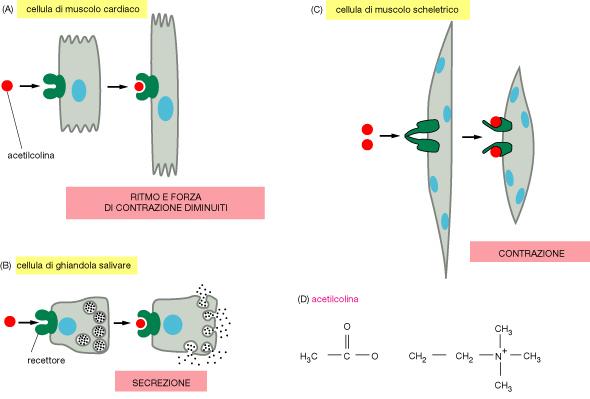 Varie risposte indotte dallo stesso neurotrasmettitore, l acetilcolina tipi cellulari diversi sono specializzati a rispondere in