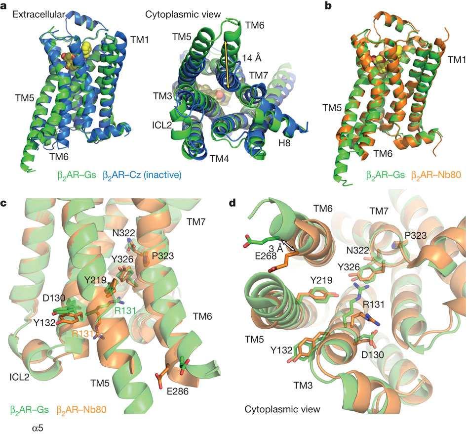 Comparison of active and inactive β2ar structures SGF Rasmussen et al. Nature 549 555 (29 September 2011) doi:10.1038/nature10361 v. 1.