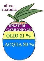 cerosa): 1% BUCCIA Polpa (Mesocarpo): 70% Nocciolo (Endocarpo): 29% (l'endocarpo è l'involucro legnoso che racchiude il seme contenente l'embrione) PRODUZIONE DI UN ALBERO: da 15 a 40 Kg.