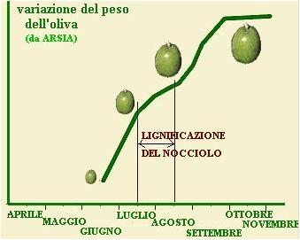 di Olio; resa media 20% composizione: acqua 50% olio 20% C-idrati 20% cellulosa e ceneri 7,5% proteine 1,5% CRESCITA: la drupa verde si accresce; avviene la fotosintesi con la sintesi di zuccheri e