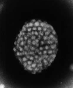 POXVIRUS forma a mattone, sono così grandi da essere al