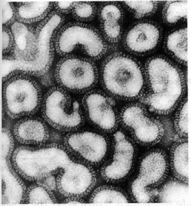 Nel corso della la liberazione dei virioni alcuni virus acquisiscono un envelope costituito da un doppio