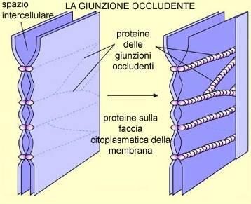 Polarità