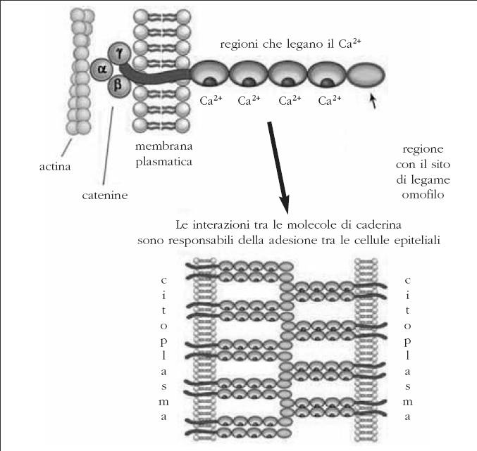 caderine