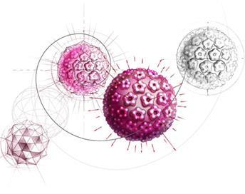 C a p i t o l o 1 1. HUMAN PAPILLOMAVIRUS (HPV) 1.1 Il virus HPV Il Papilloma virus è un genere della famiglia Papillomaviridae.