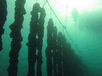 delle oltre 700 barche da pesca (il 50% con sistemi a strascico e draghe idrauliche ).