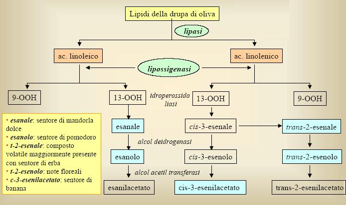 Origine delle sostanze aromatiche Le sostanze aromatiche dell olio derivano in gran parte dalla degradazione di acidi grassi poliinsaturi (cioè aventi due o più doppi legami nella catena alchilica)