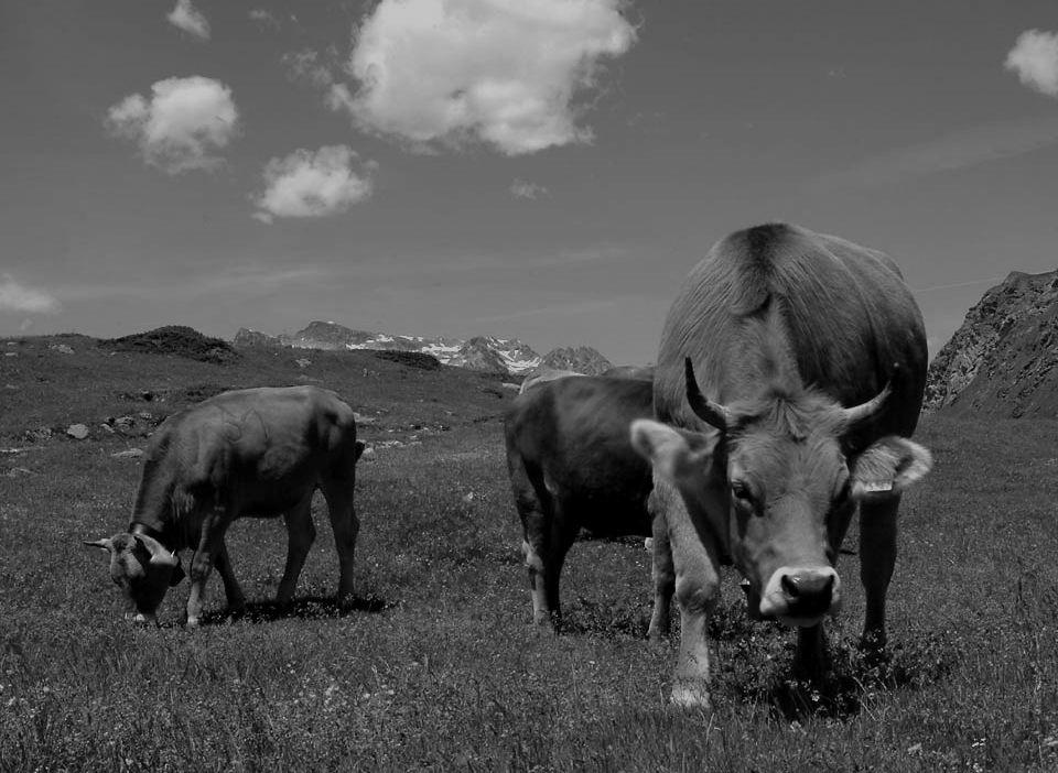 ANIMALE DOMESTICO: riproduzione in condizioni di isolamento