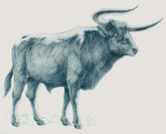 Principali specie domestiche 6.3. Bove Nome specifico: Bos taurus L.