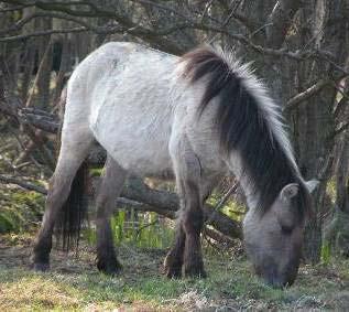 gmelini (sterminato nel XVIII sec) Nome specifico: Equus caballus L.