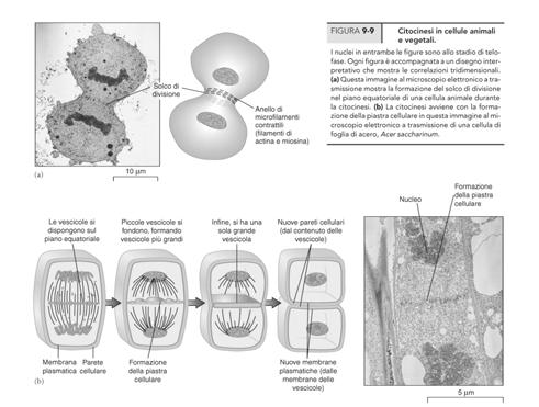 Mitosi: 4 fasi Profase Metafase Anafase Telofase Telofase.