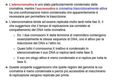 Durante la profase i cromosomi si condensano e i centrosomi si muovono ai lati opposti del nucleo, iniziando la formazione del fuso