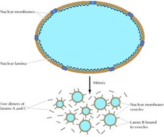 nucleare Mentre la lamina nucleare si dissocia, l involucro nucleare si frammenta in vescicole.