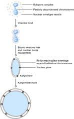 Il doppio strato lipidico della membrana interna è sostenuto dalla lamina nucleare, una rete di filamenti di lamine localizzato sotto la faccia interna dell involucro nucleare.