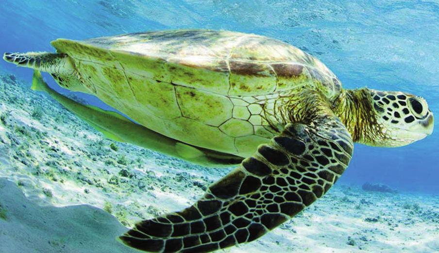 La tartaruga comune Caretta caretta è la specie di tartaruga marina più diffusa in Mediterraneo ed è l unica che si riproduce abitualmente lungo le coste italiane, di solito frequentando siti di