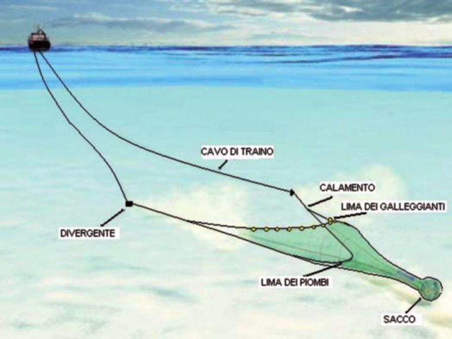 CAVO DI TRAINO CALAMENTO LIMA DEI GALLEGGIANTI Un altra minaccia, che ancora incide pesantemente sulla mortalità post cattura delle tartarughe marine, è la mancanza di strutture e dotazioni adeguate