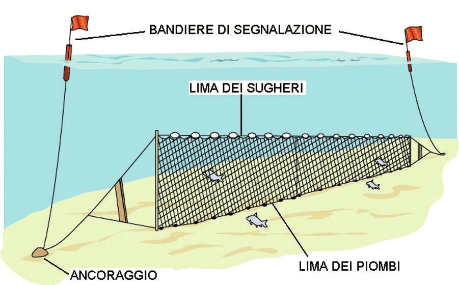 Inoltre, i pescatori stessi, che potrebbero intervenire immediatamente a bordo, riducendo di molto la mortalità post cattura, nella maggior parte dei casi ignorano le basilari procedure da mettere in