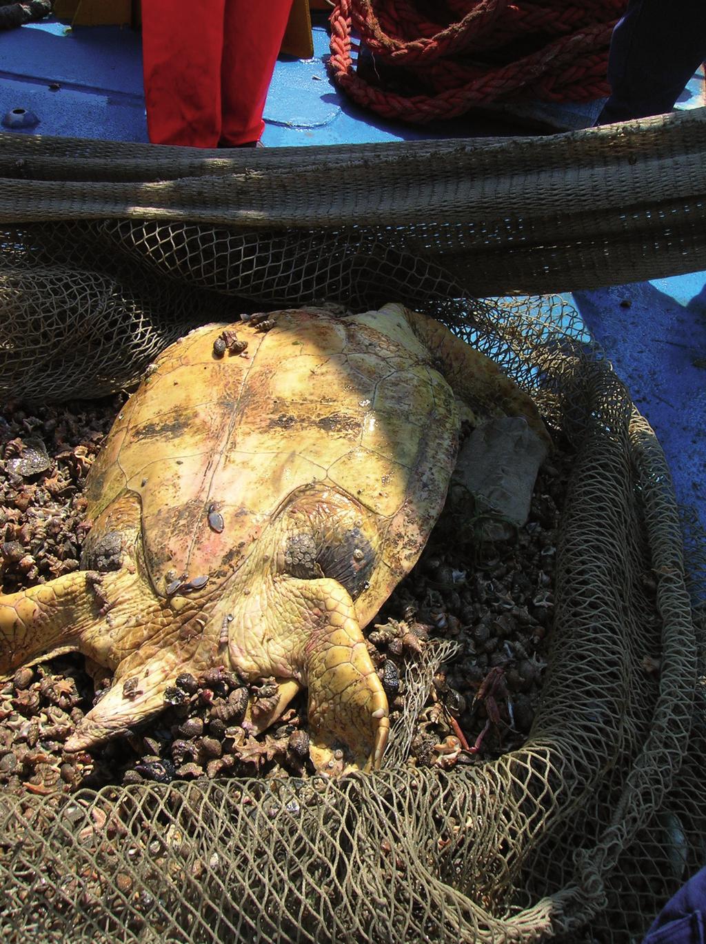 Esemplare di Caretta caretta catturato da una rete a strascico. diversi chilometri. Esistono due diversi tipi di palangari: i fissi e i derivanti.