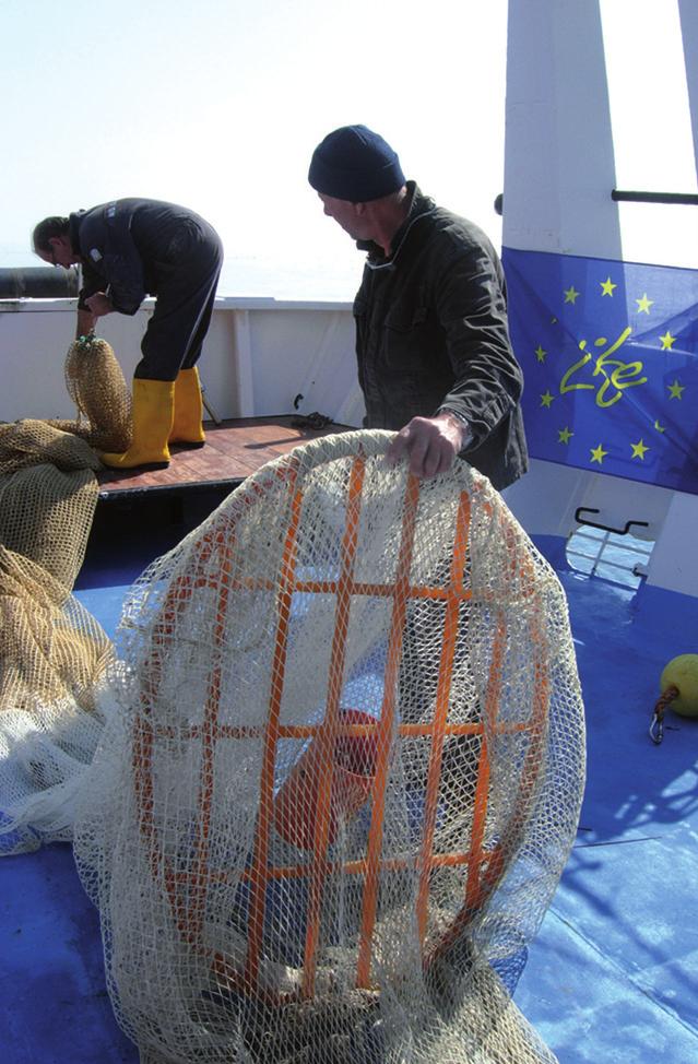 piattaforma continentale (aree definite di alimentazione e di svernamento ), a profondità in genere minori di 50 m, dove si cibano prevalentemente di invertebrati bentonici come crostacei e molluschi.