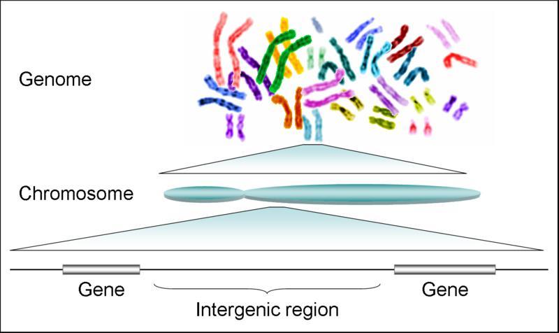 genoma STRATEGIE BIOLOGICHE