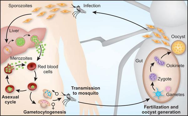 Febbre quartana : il ciclo si ripete ogni 72 ore (Plasmodium malariae, incubazione 7-30 giorni) Terzana maligna o malaria cerebrale o perniciosa è la sola letale.