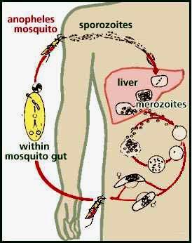 -Geni di resistenza alle malattie Peste (allele CCR5-Δ32) Malaria (polimorfismi malarici) POLIMORFISMI MALARICI ADATTAMENTO GENETICO Coadattamento gene-cultura HALDANE 1949 TALASSEMIA ALLELI th